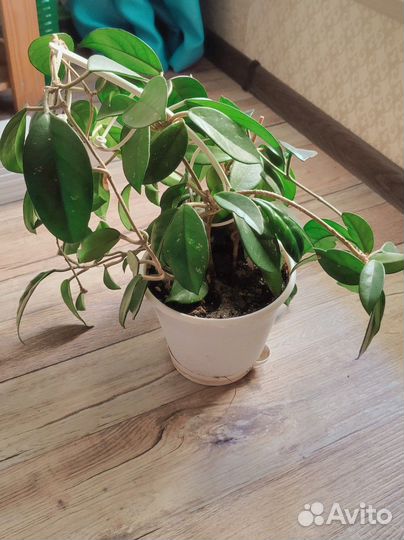 Хойя карноза