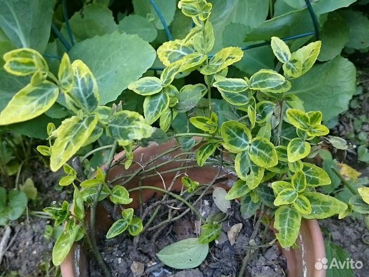 Бересклет Форчуна