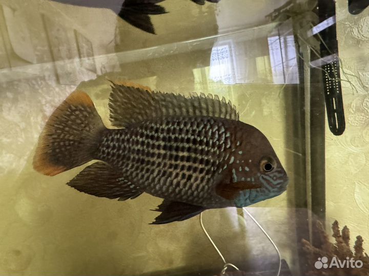 Аквариумные рыбы цихлиды для аквариума