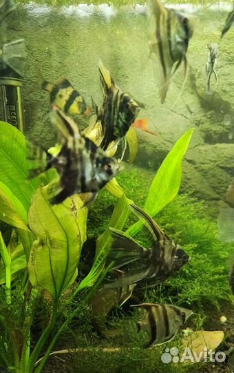 Скалярия вуалевая