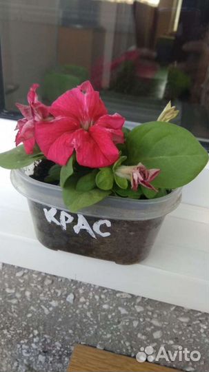 Комплиментуния семена