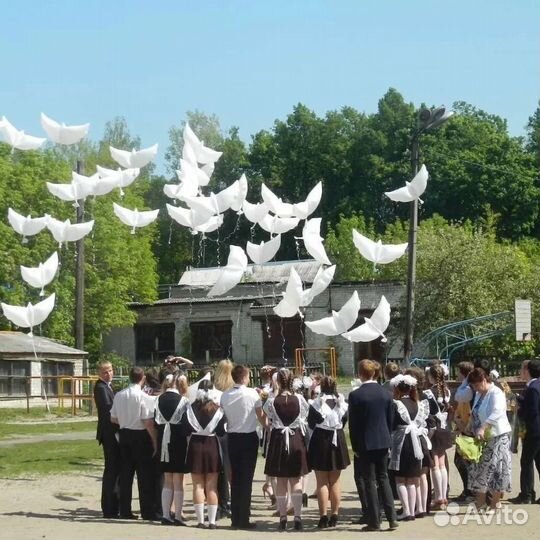 Биоголуби на выпускной, свадьбу