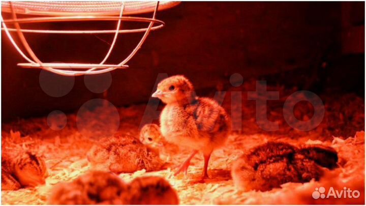 Инфракрасная Лампа для обогрева куриц цыплят 250Вт
