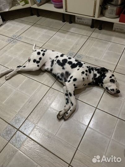 Далматинец