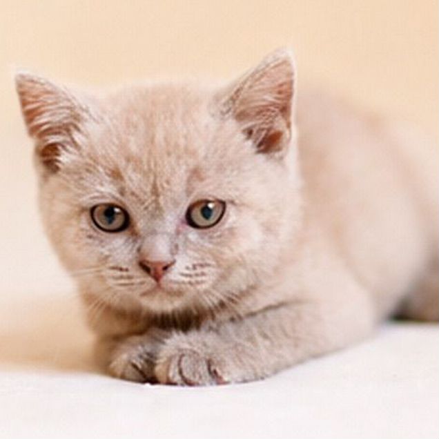 Шотландский прямоухий короткошёрстный котёнок