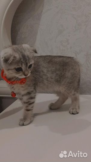 Шотландский вислоухий котёнок