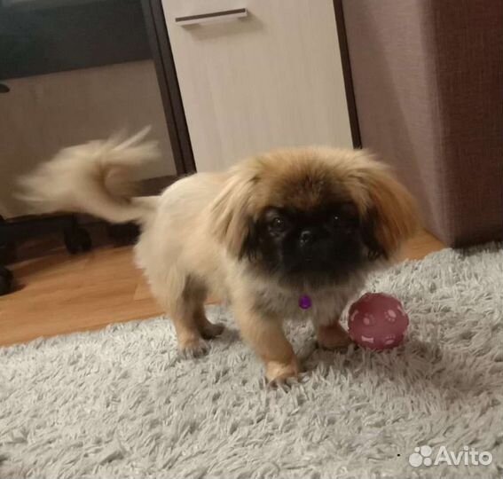 Вязка Пекинес