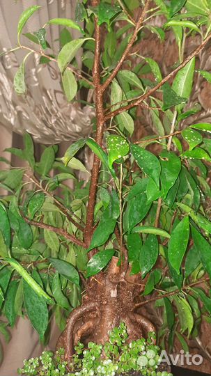 Фикус микрокарпа