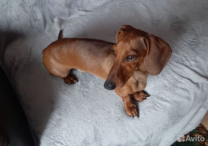 Пропал верный друг семьи