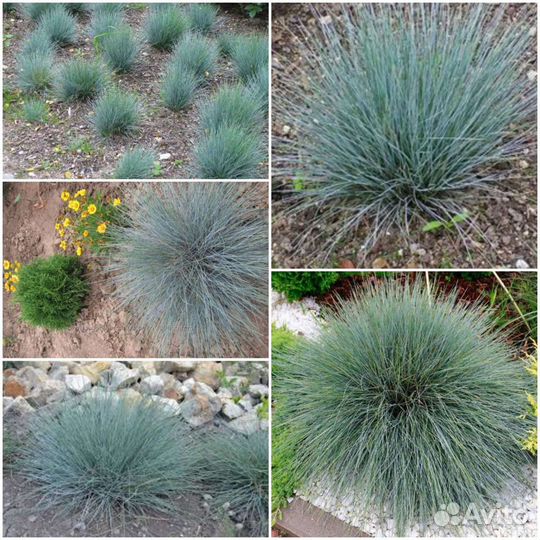 Овсянница и альпийская горка