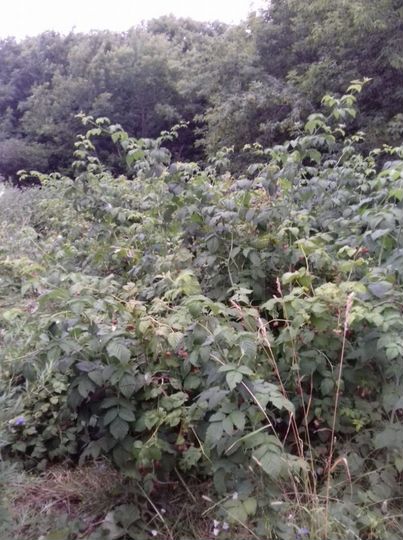 Участок 5,2 сот. (ИЖС)