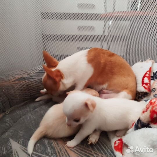 Щенки чихуахуа