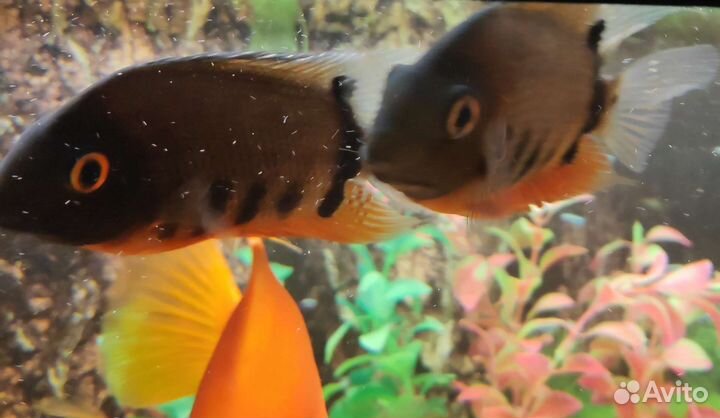 Северум Красноплечий