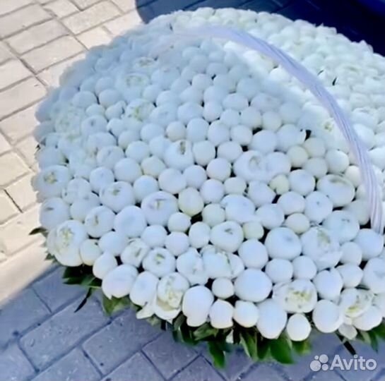 Голландские пионы