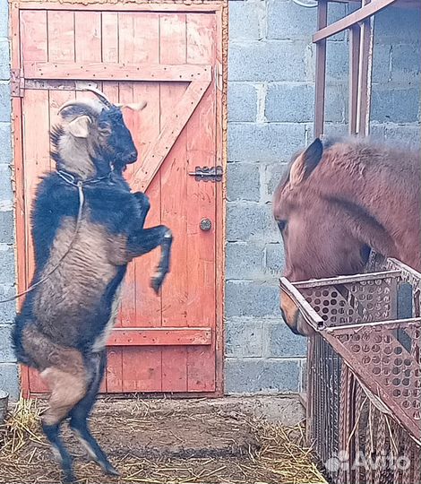 Нубийский козел