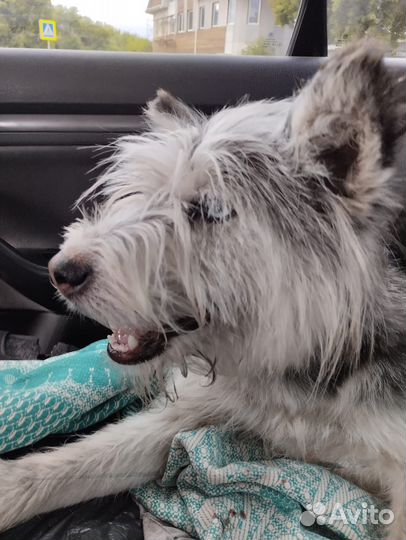 Шкурка животного