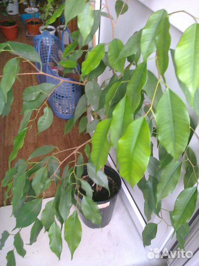 Фикусы с пестрыми и зелеными листьями