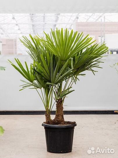 Пальма Трахикарпус Форчуна, морозостойкая, семена