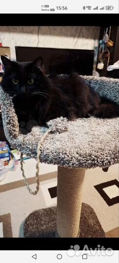 Когтеточка для больших кошек