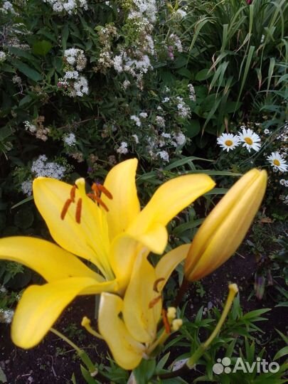 Лилия,монарда,флоксы