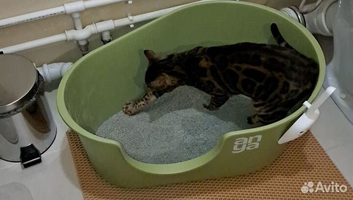 Новый туалет для больших кошек