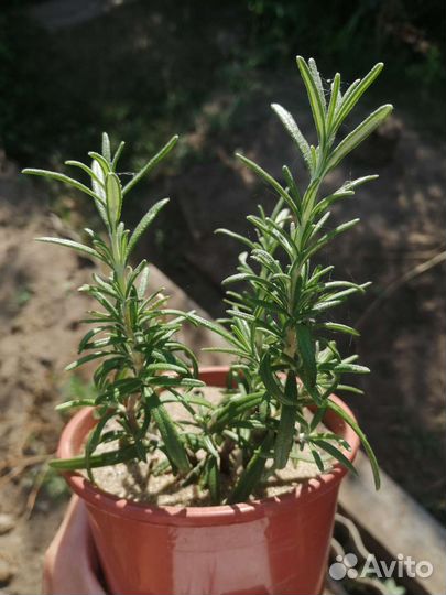 Розмарин саженцы