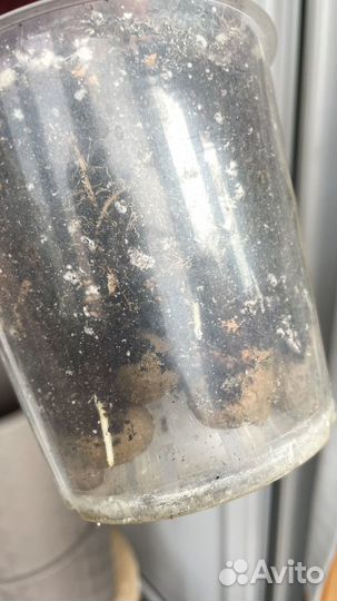 Строманта триколор