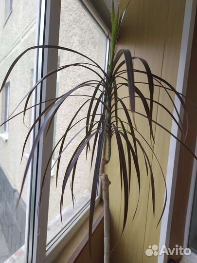 Кордилина/драцена