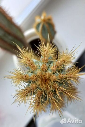 Большой кактус