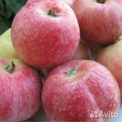 Саженцы яблонь летнего срока созревания