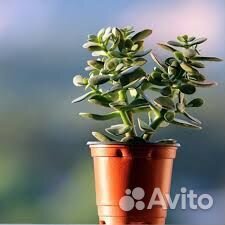 Денежное дерево - толстянка крассула