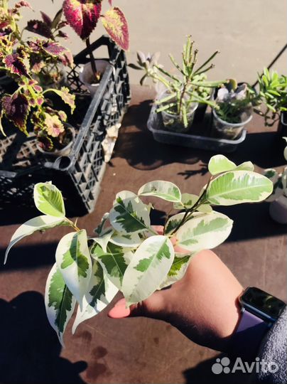 Перец комнатный острый