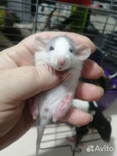 Крыса крысята дамбо