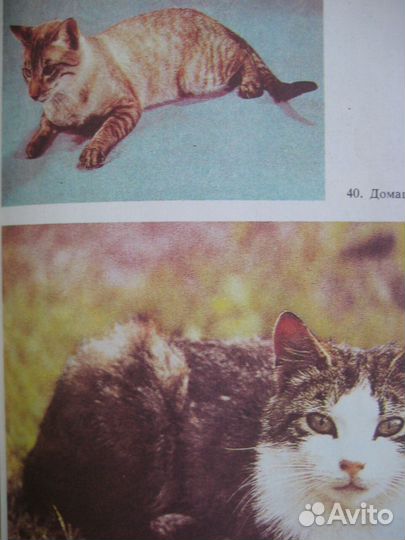 Ю.Филиппов Домашние кошки / породы, лечение и проч