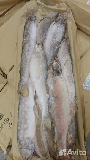 Кижуч (лосось, камчатка)