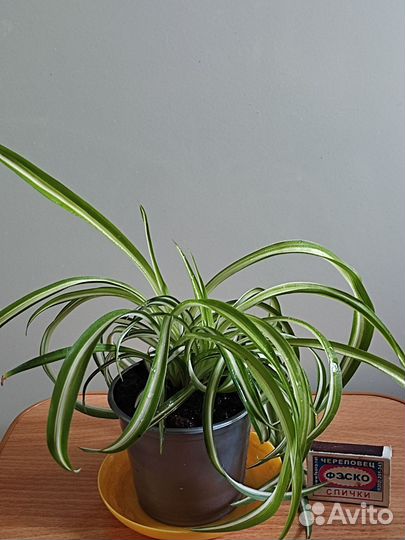 Хлорофитум