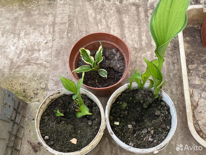 Хоста цветы