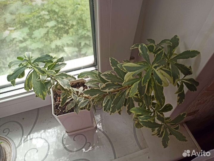 Комнатное растение Питтоспорум