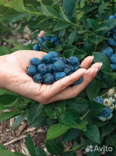 Местная голубика в кг