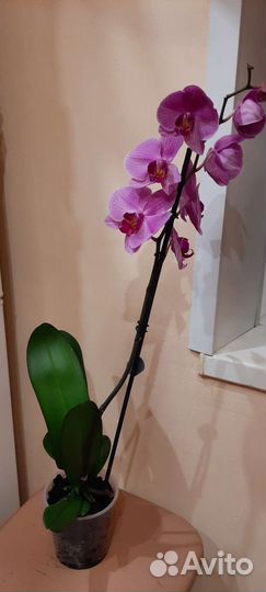 Орхидея фаленопсис