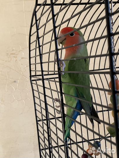 Попугай неразлучник с клеткой