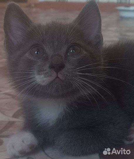 Котенок