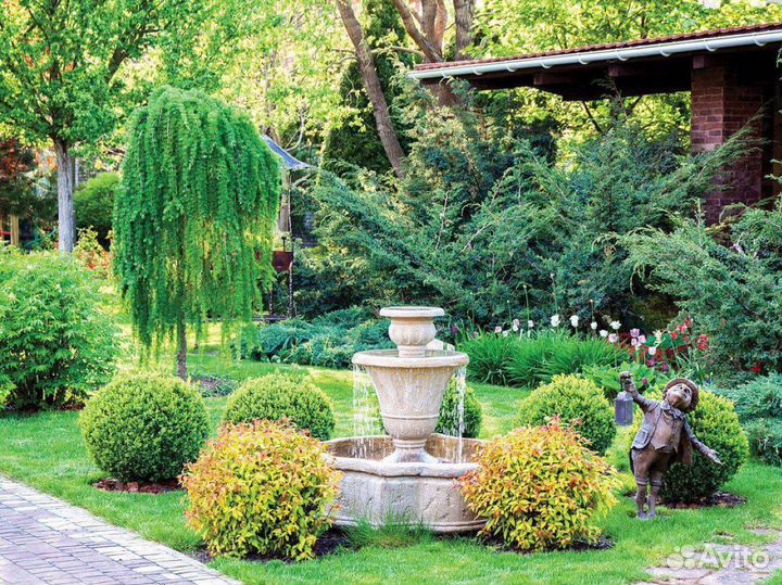 Хвойные отправка по РФ