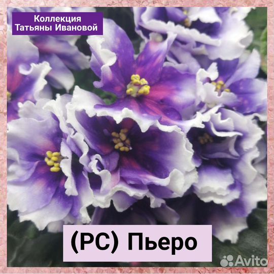 Сортовые фиалки почтой России, черенки, детки