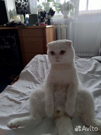 Ищу кошку, для вислоухого кота вязка