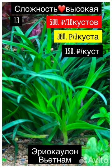 Аквариумные растения