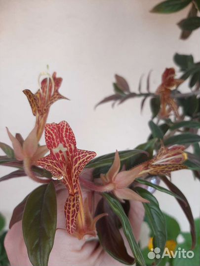 Шикарные цветы, растения