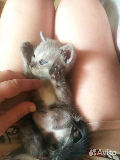 Отдаю котят