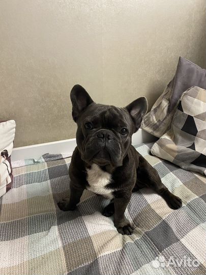 Французский бульдог кабель вязка