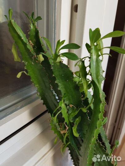 Хойя, эпифилум